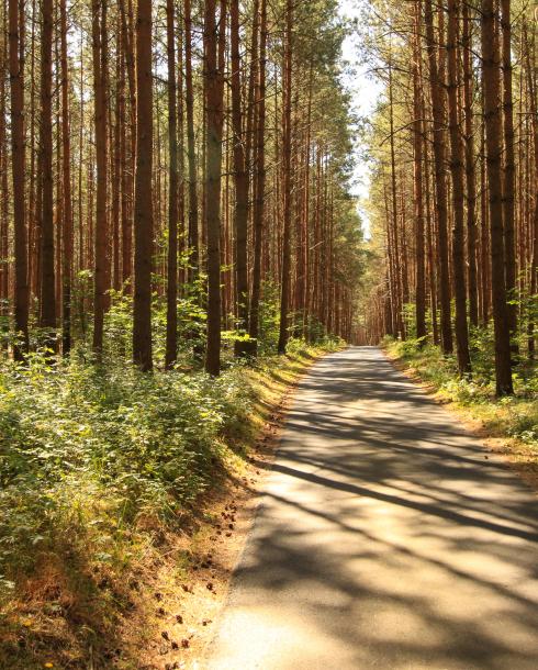 Forêt landaise